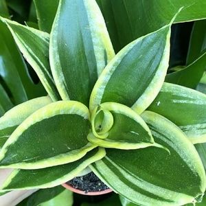 Meet your Posher, Kiju